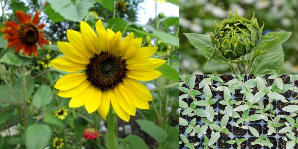 5 Langkah Mudah Menanam Bunga Matahari Lumayan Nih Buat Properti Photoshoot Di Rumah