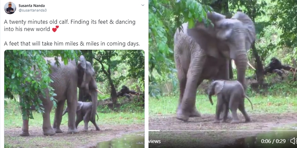 Viral Bayi Gajah Baru Lahir Langsung Belajar Jalan dan Terekam Kamera Netizen: Gemas Banget