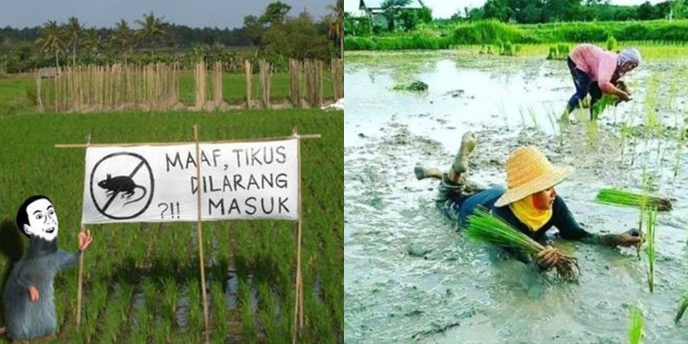 10 Kelakuan Kocak Netizen saat Bercocok Tanam, Bikin Geleng Kepala Gaes, yang Penting Mari Bertanam!