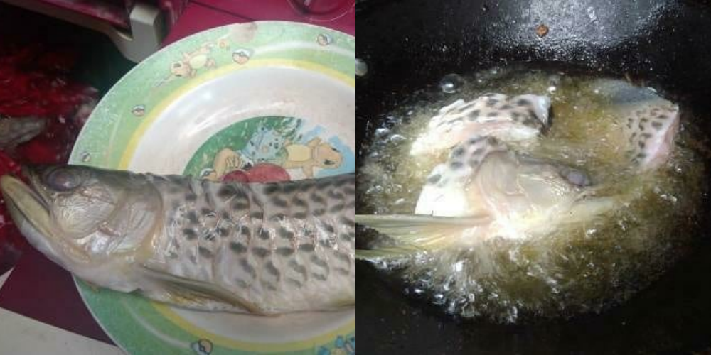 Viral Curhat Seorang Pria Pemilik Ikan Arwana Seharga Rp 2 Juta Dipotong dan Digoreng, Cuma Bisa Pasrah Gaes