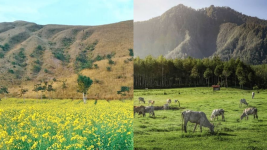 Viral Taman Bunga Jampit Bondowoso: Ternyata Mirip sama Pulau Jeju di Korea Gaes!