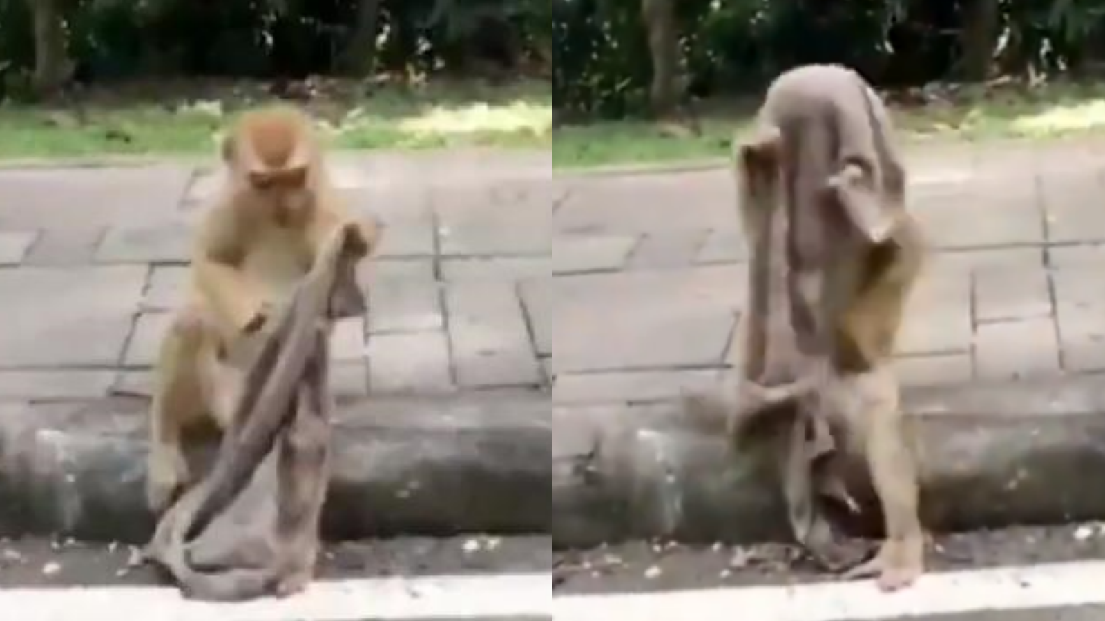 Viral Monyet di India Pakai Kain untuk Masker, Bukti Hewan Lebih Sadar Kesehatan daripada Manusia