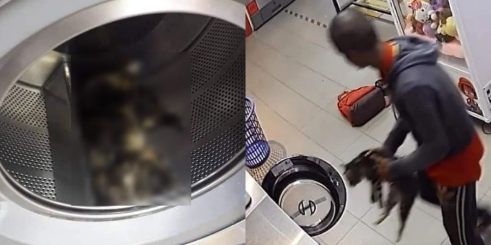 Viral Video Pria Tega Bunuh Kucing Pakai Mesin Cuci, Keji Banget!