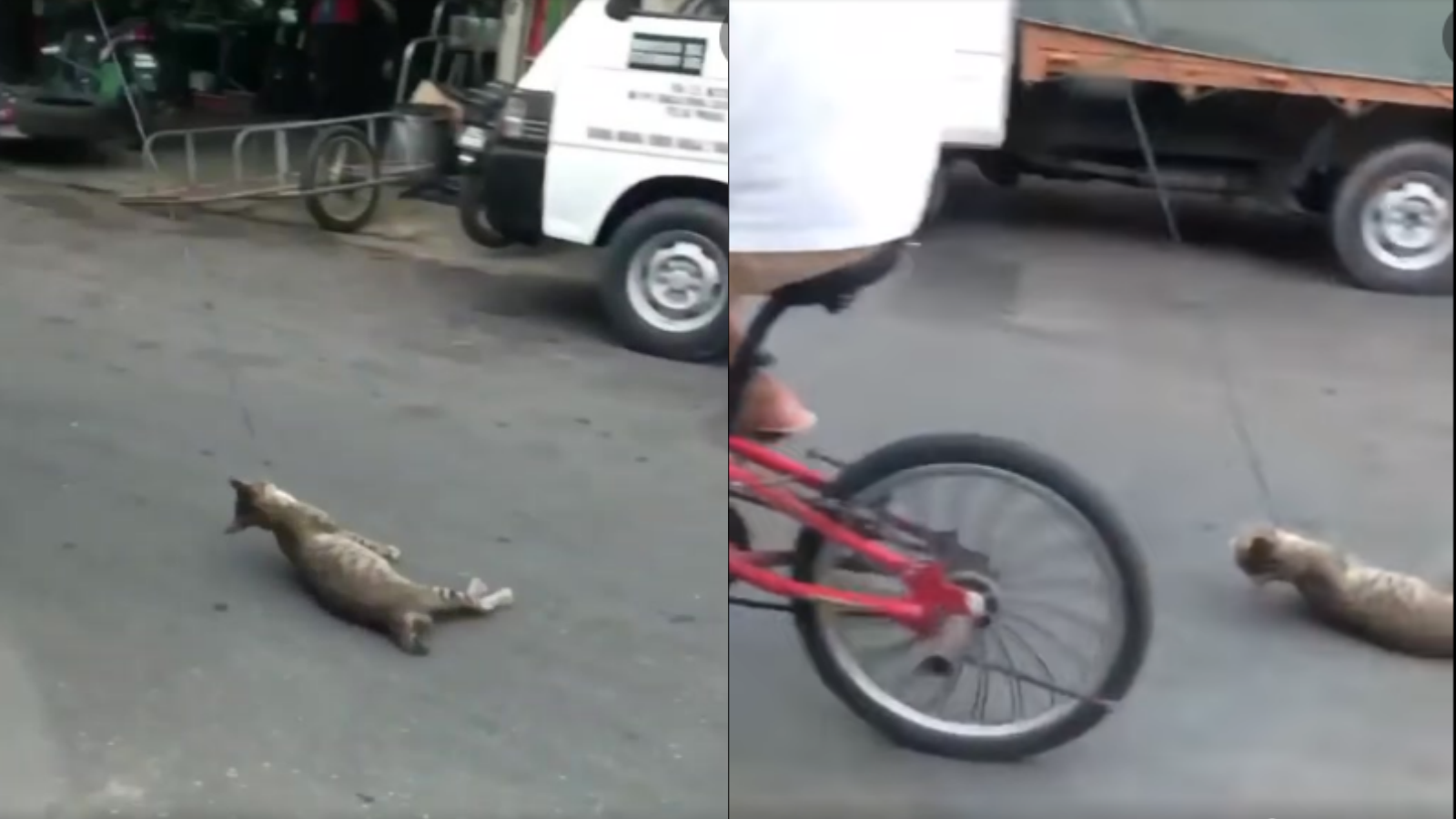 Viral Video Kucing Diseret Pakai Sepeda di Malaysia, Kacau!