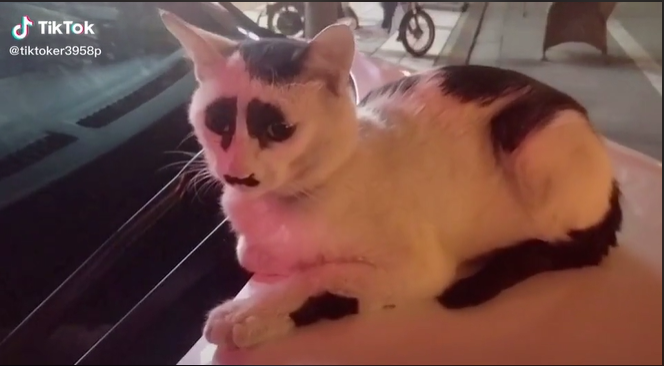 Viral di TikTok Video Kucing Mirip Panda, Netizen Heboh