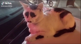 Viral di TikTok Video Kucing Mirip Panda, Netizen Heboh