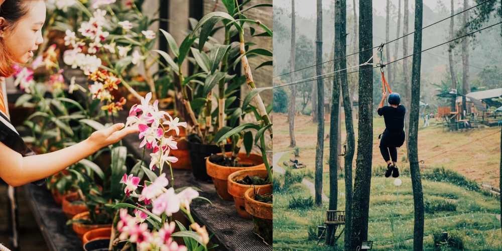 Kepoin Orchid Forest Cikole, Referensi Liburan di Bandung, Lengkap sama Alamatnya Nih Gaes