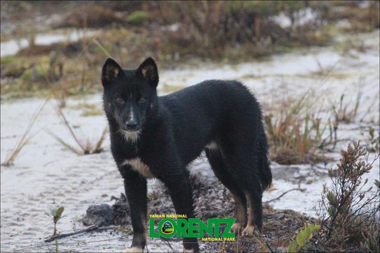 Viral Anjing Bernyanyi di Papua Gaes, Ini Faktanya