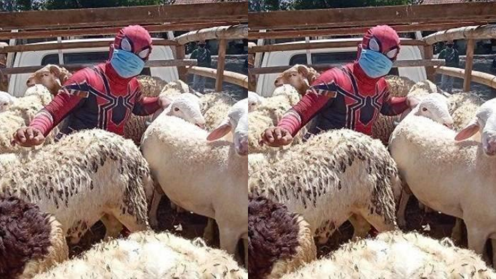 Viral, Spiderman Antar Kambing Naik Pick Up Nih Gaes