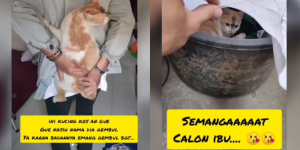 Viral Kisah Pria Temani Kucing Melahirkan 2 Jam, Momennya Bikin Haru