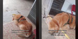 Gara-gara Ditinggal Mati Anaknya, Anjing Ini Sedih hingga Gak Mau Makan, Sedih Banget