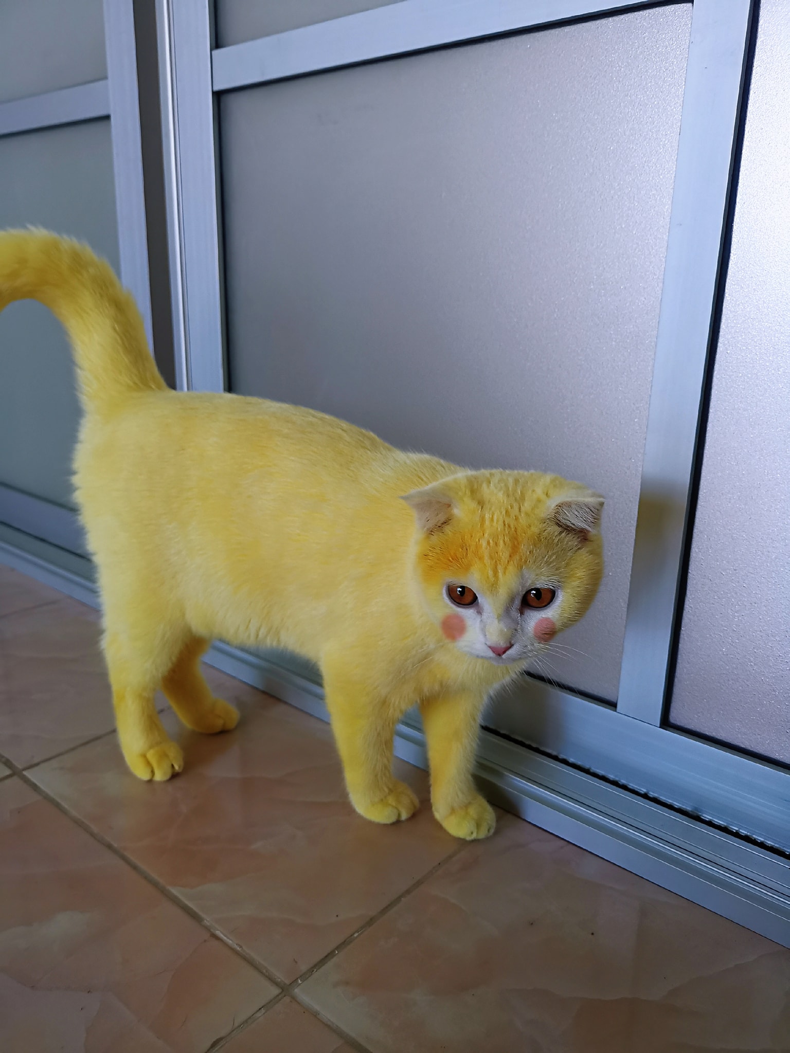 Viral Video Kucing  Putih Berubah Warna Jadi Kuning Kok Bisa 