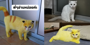 Viral Video Kucing Putih Berubah Warna Jadi Kuning, Kok Bisa?