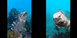 Viral Video Iguana Laut Mirip Godzilla, Serem Banget Gaes