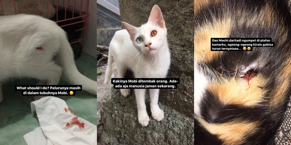 Fakta Kronologi Viral Oknum Polisi Tembak Dua Kucing hingga Lumpuh, Netizen Bersatu