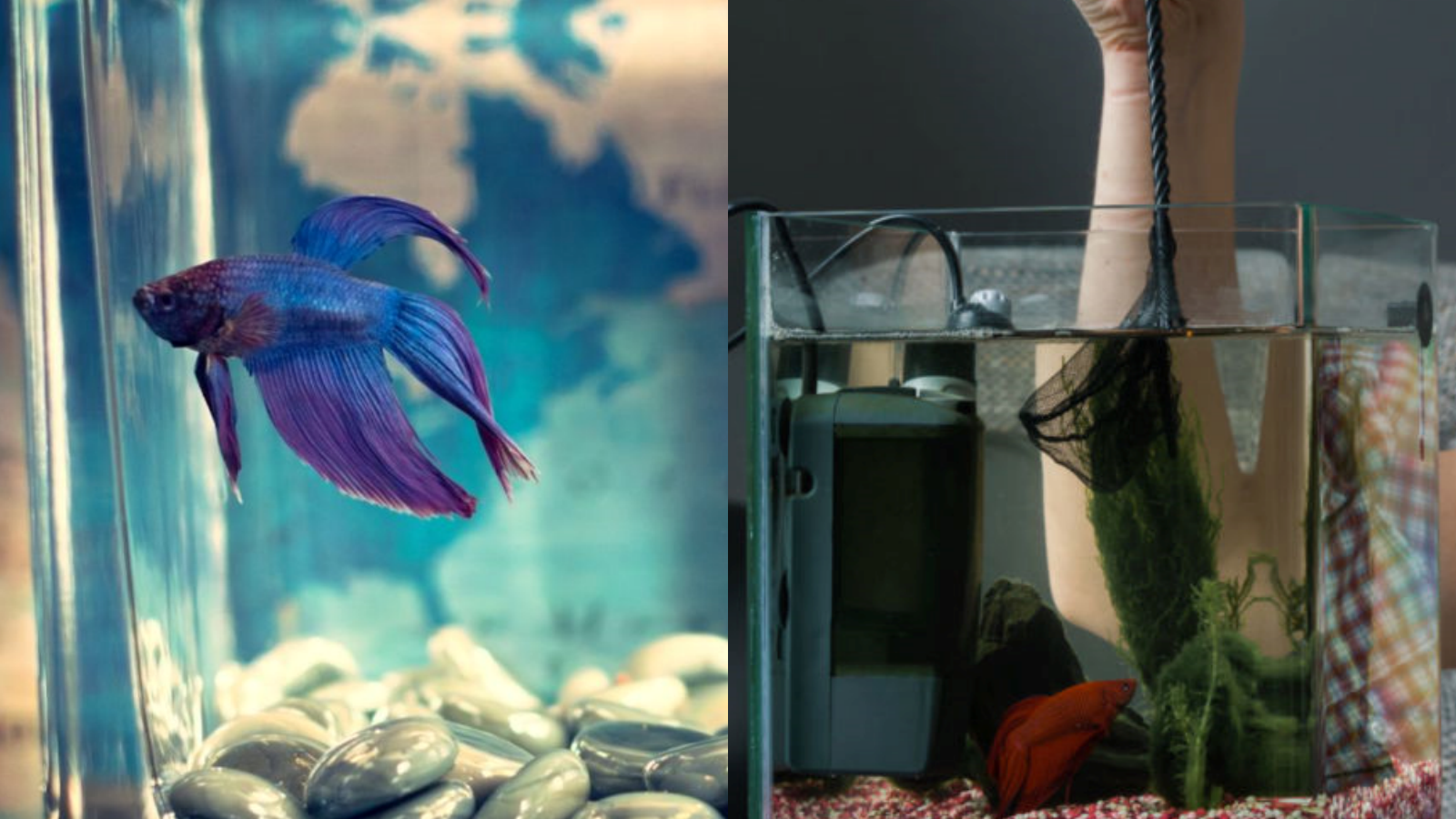 Ini 7 Tips Memelihara Ikan Cupang Biar Hidup Lama dan Ekor dan Siripnya Cantik, Harus Tela