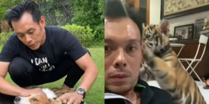 Fakta Menarik Andry Sumampow, Pelihara Harimau di TikTok Viral Gaes