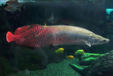 Apa Itu Ikan Arapaima? Ikan Raksasa yang Bikin Geger Warga Tangerang