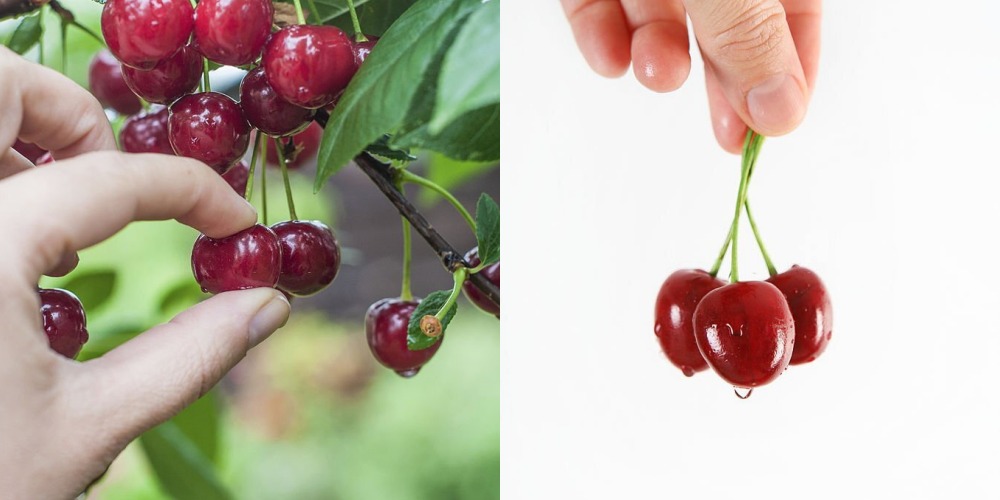 Arti Kata dan Makna Cherry Picking, Istilah Bahasa Inggris yang Ramai Digunakan