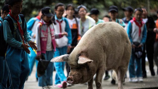 Babi Simbol “Semangat Pantang Menyerah” Negara China Mati Gaes