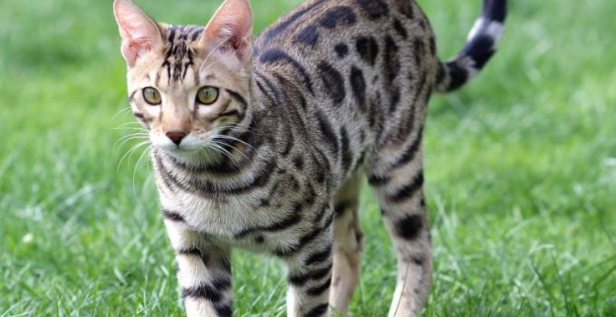 Fakta Viral Kucing Milik Ryoujin Revan Bunuh Kucing Domestik 