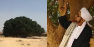 Biografi Pohon SAHABI, Sahabat Nabi yang Masih Hidup hingga Kini, Simak Faktanya Gaes