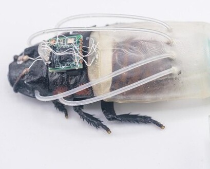 Ilmuwan Kembangkan Teknologi Kecoa Cyborg, Mampu Bertahan di Dalam Air hingga 3 Jam