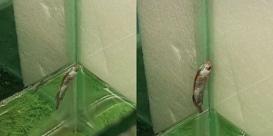 Viral Tingkah Aneh Ikan Cupang Loncat ke Luar Tiap Masuk Air, Komentar Netizen Bikin Ngakak Gaes
