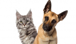 Jagat Kampanyekan Kesejahteraan Hewan Lewat 'Planet Kucing vs Anjing'