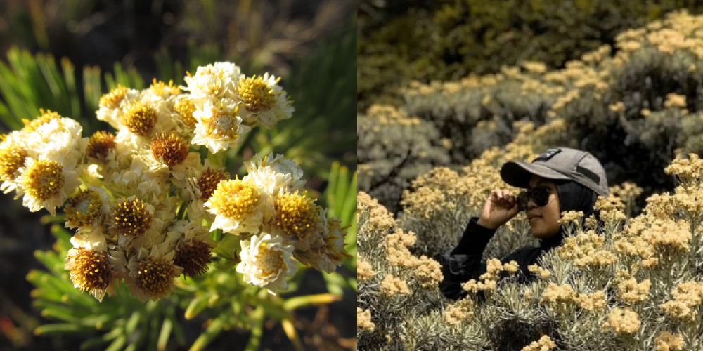 Viral Video Pendaki Petik Bunga Edelweiss di Gunung Buthak, Akibatnya?