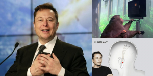 Fakta-fakta Elon Musk Pasang Chip ke Otak Monyet, Bisa Main Game Lewat Pikiran Gaes!