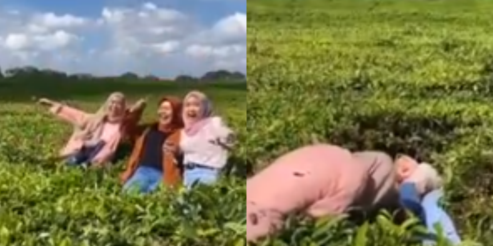 Viral Video 3 Gadis Injak dan Rusak Kebun Teh Hanya Demi Konten, Auto Dihujat Netizen