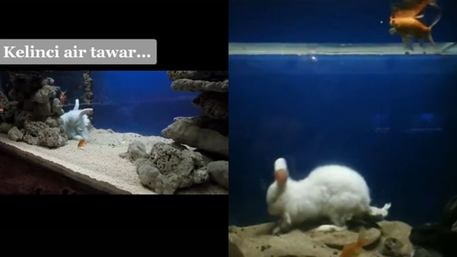 Fakta-fakta Viral Kelinci Dalam Air di TikTok, Ternyata Ruangan Berbeda yang ada di JATIM 