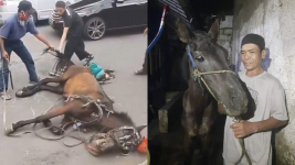 Fakta Viral Eksploitasi Kuda Delman di Cianjur, Terjatuh karena Kelelahan Gaes