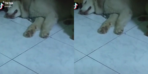 Viral Video Anjing Nangis Sesegukan Minta Dibelikan Es Krim, Ekspresinya Gemas Banget Gaes