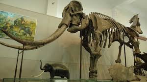 Temuan Fosil Purba di Bumiayu Ungkap Kehidupan 1,8 Juta Tahun Lalu