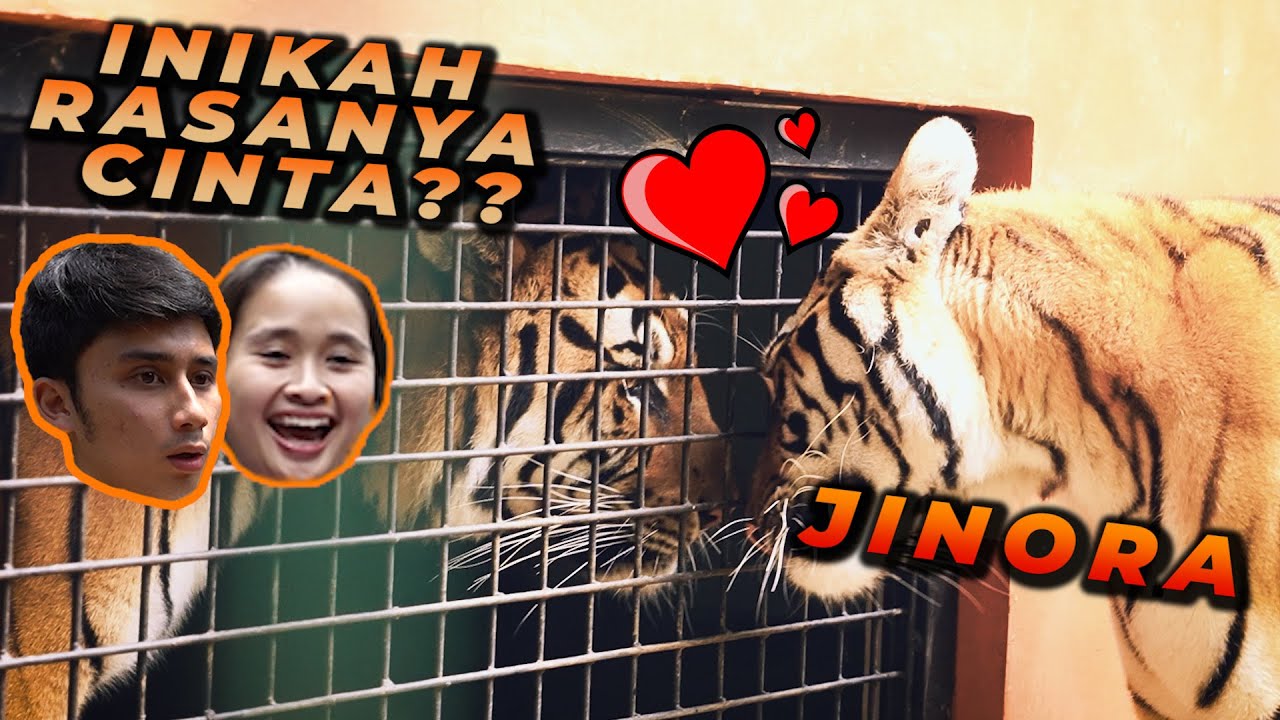 Harimau Jinora & Ehsan Mulai Jatuh Cinta, Alshad Ahmad Siap Kawinkan?