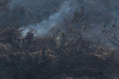 Hujan Lebat Guyur Bengkalis, Kebakaran Hutan dan Lahan Berhasil Padam