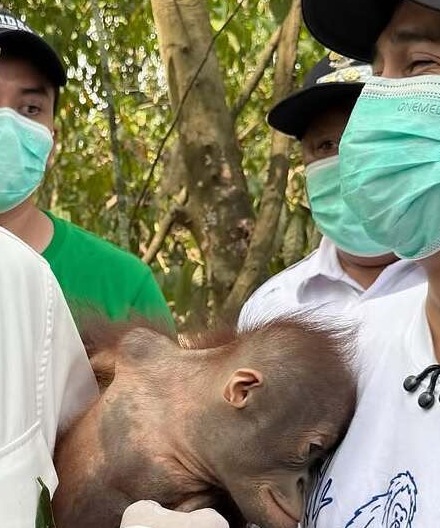Karhutla Tak Hanya Bakar Hutan, Orangutan Ikut Terancam
