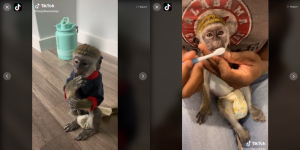 Kenalin Mojo the Monkey, TikTokers Monyet Pertama di Dunia dengan 1 Juta Followers 