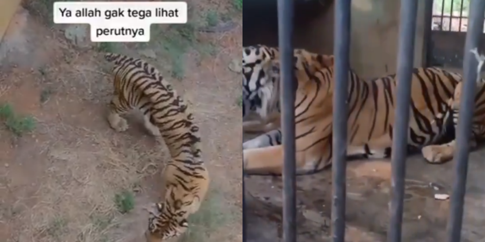 Viral Video Harimau Kurus Kering di Maharani Zoo Jawa Timur, Donasi Disini Gaes!