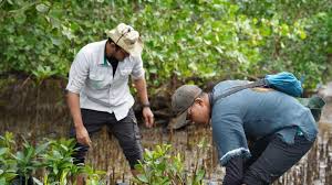 Perluasan Penanaman Mangrove di Pesisir Morowali untuk Memperkuat Ketahanan Ekosistem