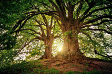 Fakta dan Sejarah Hari Pohon Sedunia, Diperingati Setiap Tanggal 21 November
