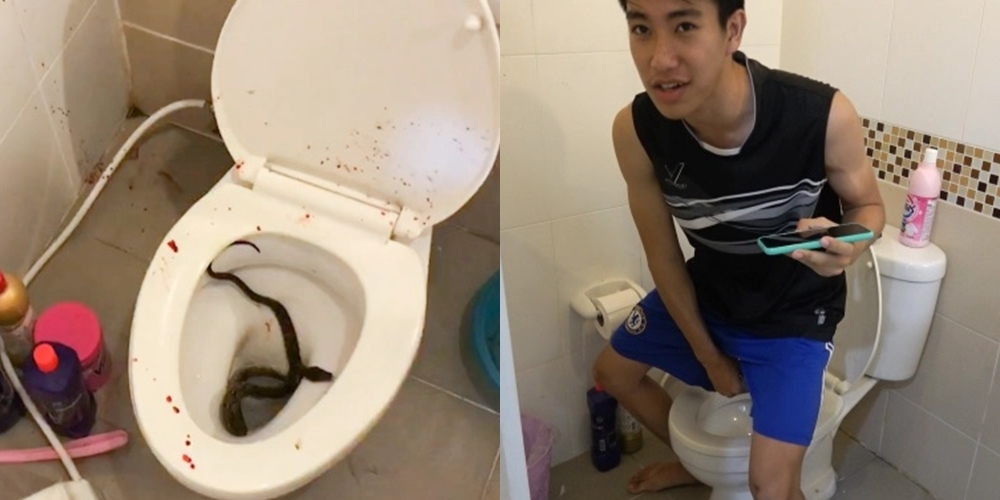 Viral Cerita Pria Duduk di Toilet Eh Alat Vitalnya Digigit Ular, Kok Bisa Ya?