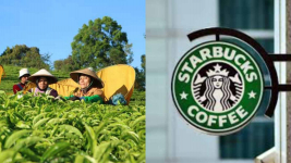 PTPN Jalin Kerjasama Dengan Starbucks, 500 Ribu Ton Teh Jadi Target Pengiriman