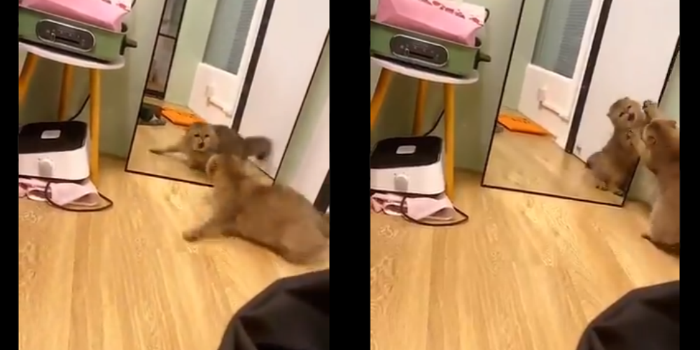 Kocak, Kucing Ini Marah-marah saat Lihat Dirinya di Cermin, Auto Viral di Twitter