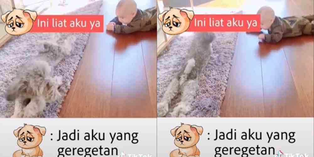 Viral Video Anjing Ajari Bayi Merangkak, Lucu Banget Gaes 