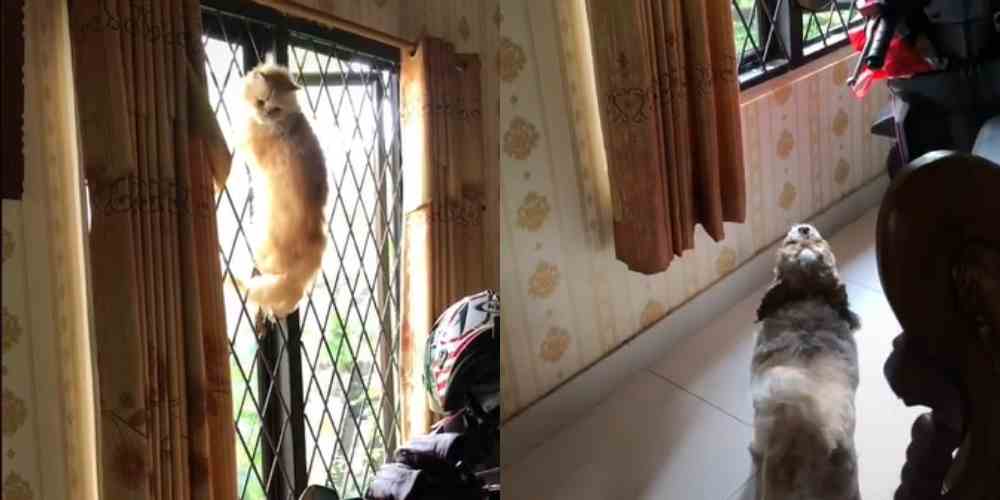 Viral Video Aksi Kocak Kucing Oren Ketakutan saat Dikejar Anjing, Netizen: Kasihan Tapi Lucu