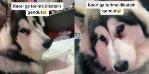 Viral Video Anjing Meraung Tak Terima Dibilang Gemuk, Tingkahnya Lucu Banget Gaes