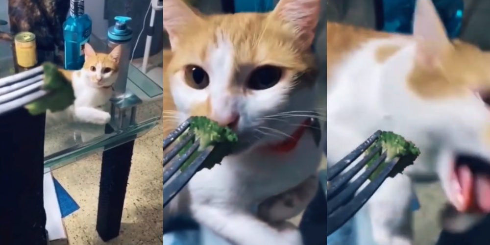 Viral Kucing Mual saat Disodori Sayur, Ekspresinya Bikin Ngakak Gaes